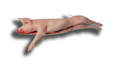 Cochinillo